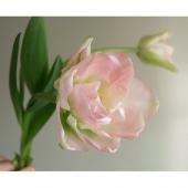 生花】【ITA中止】チューリップ アンジェリケ(ピンク八重) - 花材通販