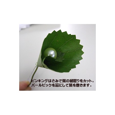 生花】【ITA中止】ゲーラックス(グリーン)束 - 花材通販はなどんやアソシエ