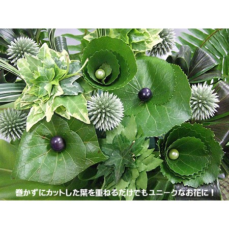 生け花　薄端　即購入禁止 生花】【ITA中止】ゲーラックス(グリーン)束 - 花材通販はなどんやアソシエ