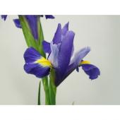 アイリスの花 日本画 アイリス - 作品 - KANABEE