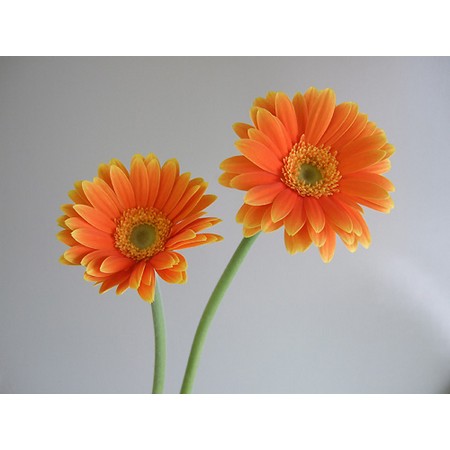 【生花】【IT】おまかせガーベラ　オレンジ