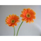 ガーベラ 6本セット 楽天市場】ガーベラ（植物の本数6本）の通販