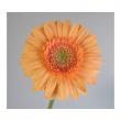 【生花】【IT】おまかせガーベラ　オレンジ