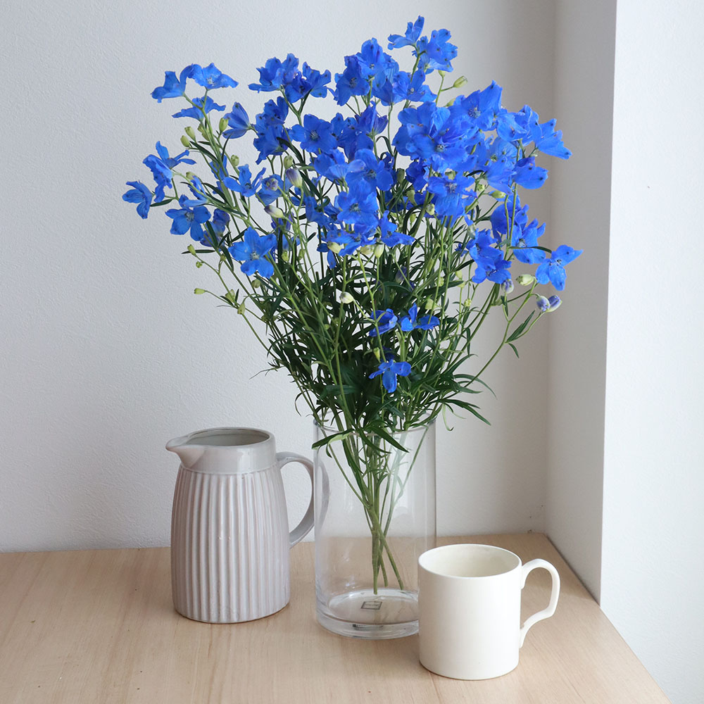 直前 デルフィ グランブルー 青スプレー A50cm程度 生花 通販 はなどんやアソシエ 直前 デルフィ グランブルー 青スプレー A50cm程度 生花 通販 はなどんやアソシエ