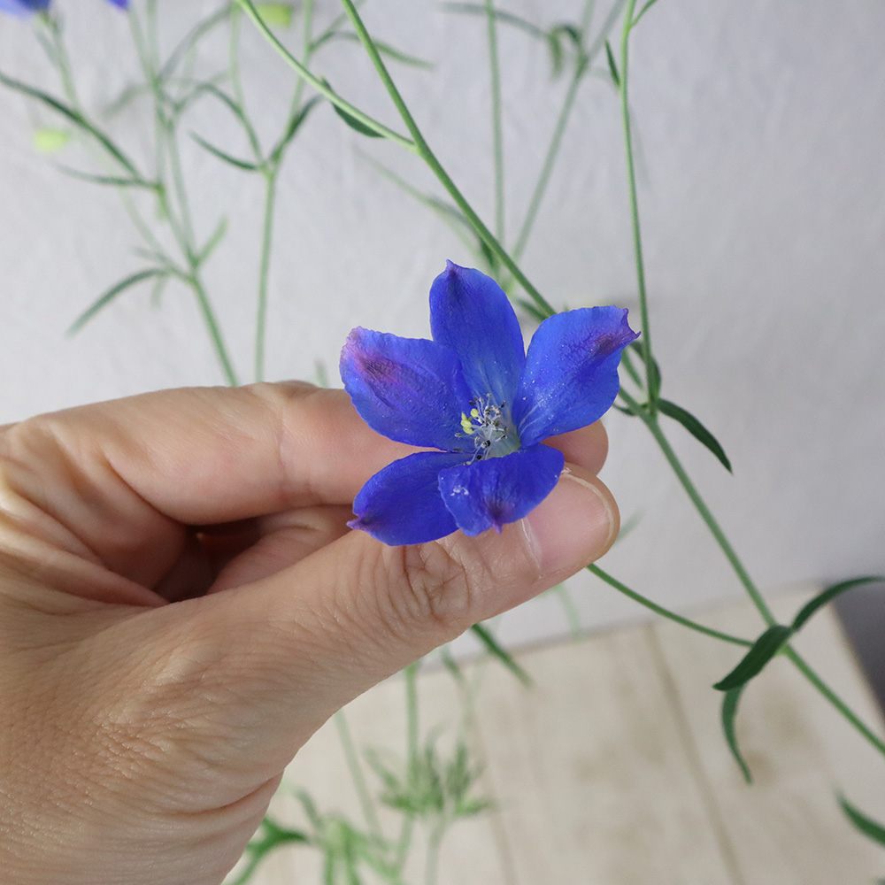 生花 デルフィ グランブルー 青スプレー A50cm程度 Ot 通販 はなどんやアソシエ 生花 デルフィ グランブルー 青スプレー A50cm程度 Ot 通販 はなどんやアソシエ