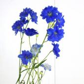 生花】デルフィ ラピスラズリ(青 八重スプレー)50cm程度〜【IT】 - 花