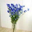 【生花】デルフィ　ラピスラズリ(青　八重スプレー)50cm程度〜【IT】