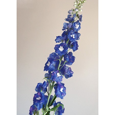 生花 デルフィニューム ジャイアント系 青 秀90 オーロラブルーなど 高冷地産 Ot 通販 はなどんやアソシエ 生花 デルフィニューム ジャイアント系 青 秀90 オーロラブルーなど 高冷地産 Ot 通販 はなどんやアソシエ