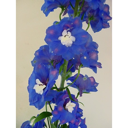 生花 デルフィニューム ジャイアント系 青 秀90 オーロラブルーなど 高冷地産 Ot 通販 はなどんやアソシエ 生花 デルフィニューム ジャイアント系 青 秀90 オーロラブルーなど 高冷地産 Ot 通販 はなどんやアソシエ