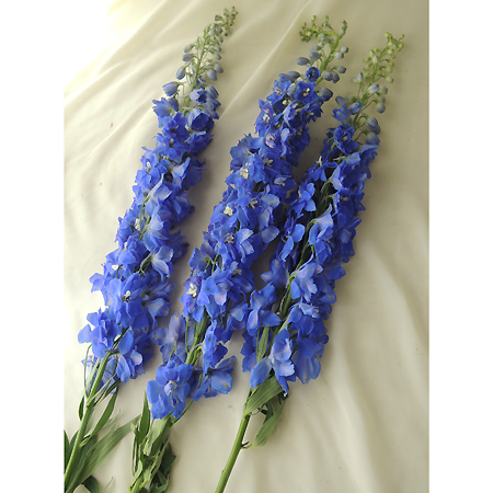 【直前!】ジャイアントデルフィニューム 　オーロラブルー【生花】