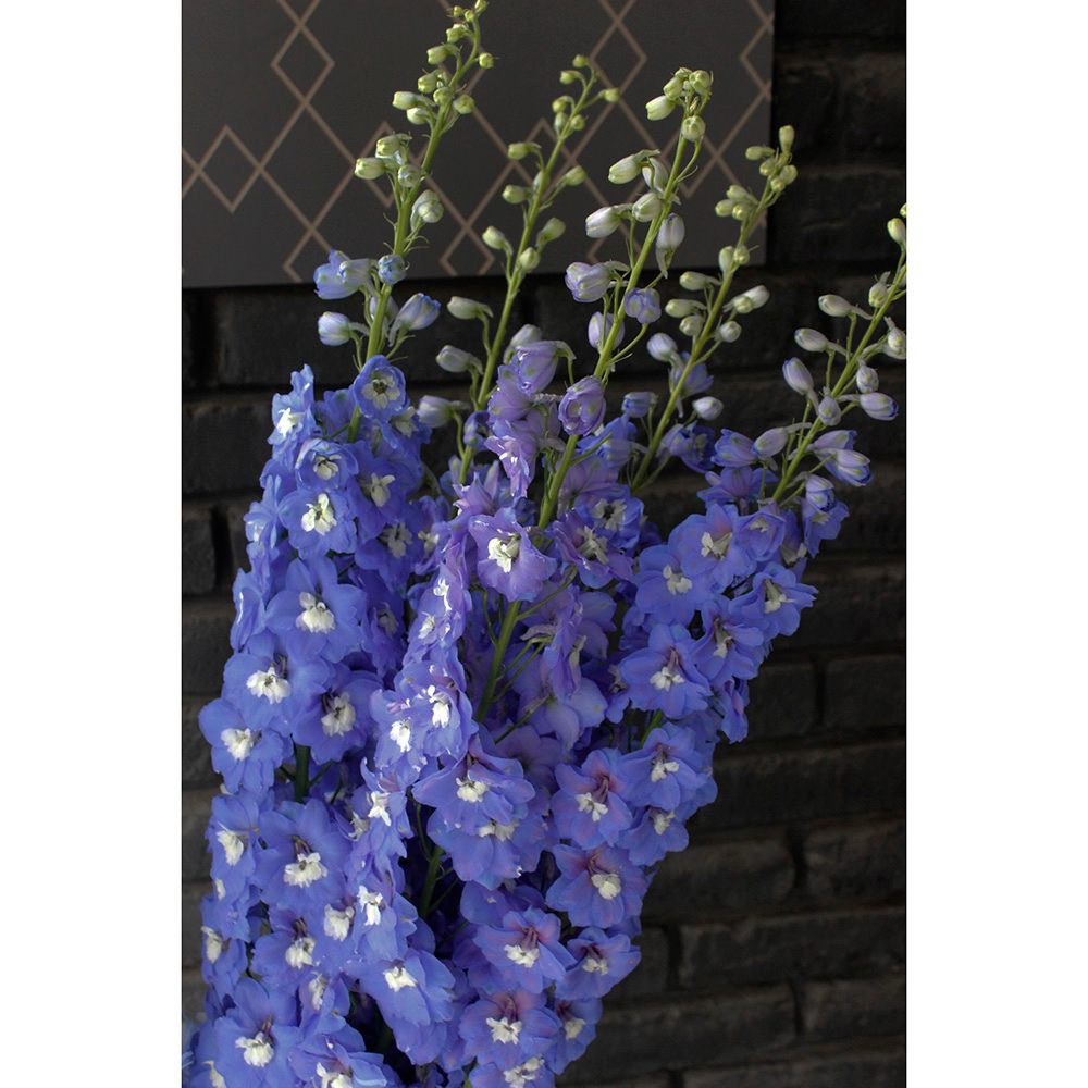 直前 ジャイアントデルフィニューム オーロラブルー 生花 通販 はなどんやアソシエ 直前 ジャイアントデルフィニューム オーロラブルー 生花 通販 はなどんやアソシエ