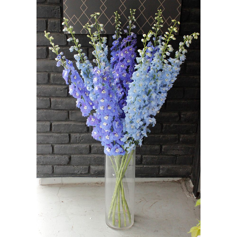 直前 ジャイアントデルフィニューム オーロラブルー 生花 通販 はなどんやアソシエ 直前 ジャイアントデルフィニューム オーロラブルー 生花 通販 はなどんやアソシエ