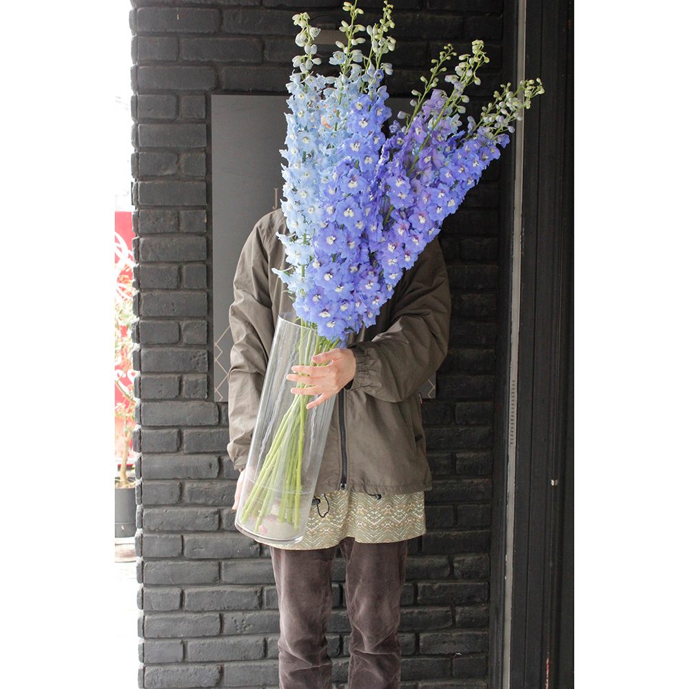 直前!】ジャイアントデルフィニューム オーロラブルー【生花】 - 花材