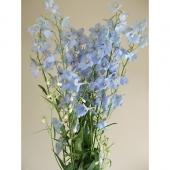 ※販売期間外※【直前!!】ベラドンナ（水色）【生花】