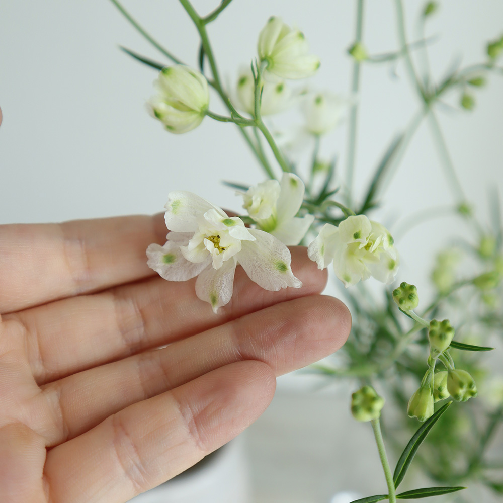 直前 デルフィニューム 白 スプレー 40cm 小さめ 生花 通販 はなどんやアソシエ 直前 デルフィニューム 白 スプレー 40cm 小さめ 生花 通販 はなどんやアソシエ