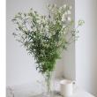 【生花】デルフィニューム　 シルキーホワイトorピクシーw (A40-50cm程度)【OT】