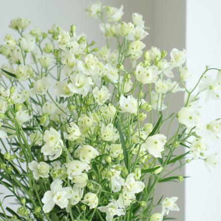 【生花】デルフィニューム　ホワイト (40cm程度) シングル