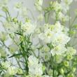【生花】デルフィニューム　ホワイト (40cm程度) シングル