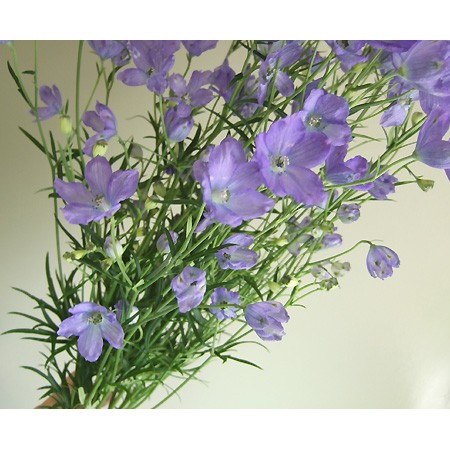 生花 デルフィニューム ラベンダー系スプレー 50cm 今週のオトク 通販 はなどんやアソシエ 生花 デルフィニューム ラベンダー系スプレー 50cm 今週のオトク 通販 はなどんやアソシエ