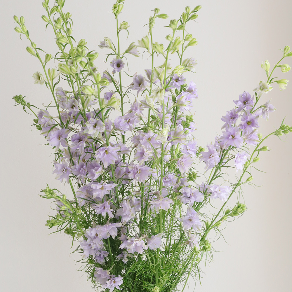 直前!】ラクスパー ライラック(紫系)70cm〜 - 花材通販はなどんやアソシエ
