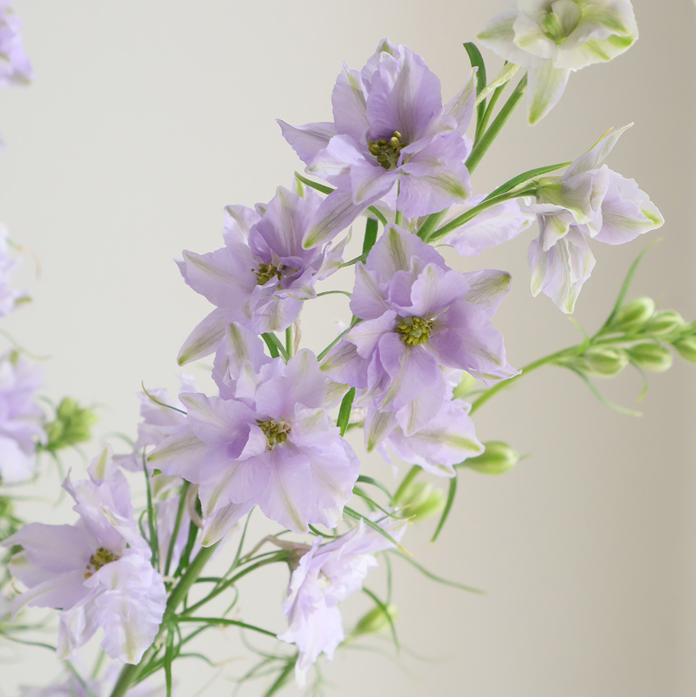 直前!】ラクスパー ライラック(紫系)70cm〜 - 花材通販はなどんやアソシエ