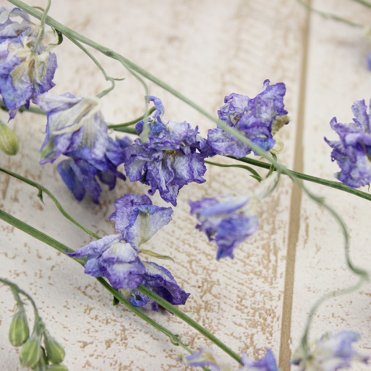 ドライ J Flow ラクスパー 薄い紫 束3 5本 現在青色 通販 はなどんやアソシエ ドライ J Flow ラクスパー 薄い紫 束3 5本 現在青色 通販 はなどんやアソシエ