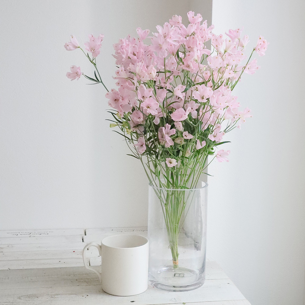 直前 デルフィニューム ピンク 50cm程度 スプレー 生花 通販 はなどんやアソシエ 直前 デルフィニューム ピンク 50cm程度 スプレー 生花 通販 はなどんやアソシエ