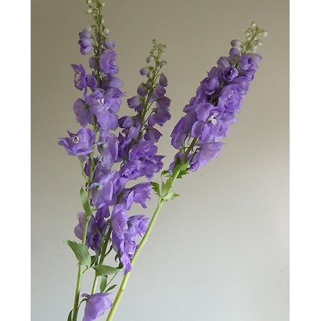 直前!!】デルフィニューム ジャイアント系〔ラベンダー系〕 秀90