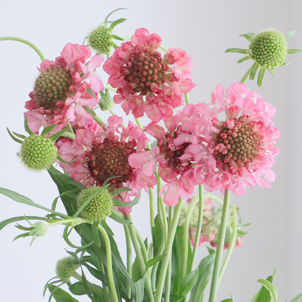 生花 Nodaフラワーのスカビオサ サーモンピンク 40cm 早締切 通販 はなどんやアソシエ 生花 Nodaフラワーのスカビオサ サーモンピンク 40cm 早締切 通販 はなどんやアソシエ