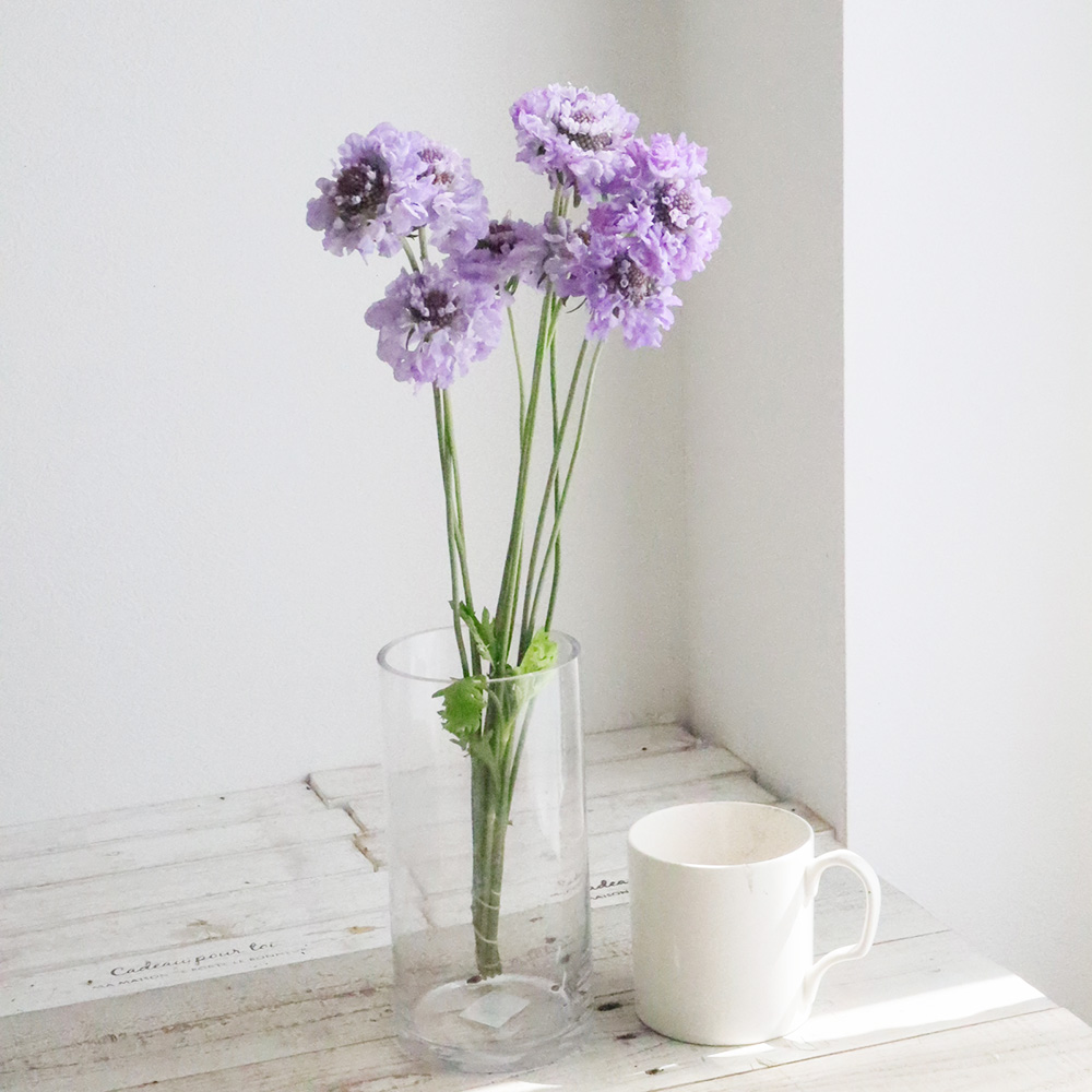 生花 Nodaフラワーのスカビオサ パープルレイン 淡い紫 早締切17 40cm 通販 はなどんやアソシエ 生花 Nodaフラワーのスカビオサ パープルレイン 淡い紫 早締切17 40cm 通販 はなどんやアソシエ