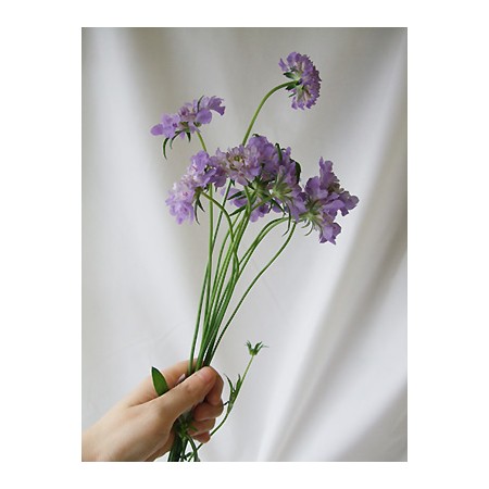 生花 Nodaフラワーのスカビオサ パープルレイン 淡い紫 早締切17 40cm 通販 はなどんやアソシエ 生花 Nodaフラワーのスカビオサ パープルレイン 淡い紫 早締切17 40cm 通販 はなどんやアソシエ