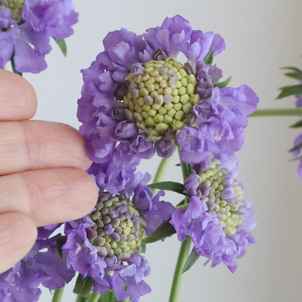 生花 Nodaフラワーのスカビオサ パープルレイン 淡い紫 早締切 40cm 通販 はなどんやアソシエ 生花 Nodaフラワーのスカビオサ パープルレイン 淡い紫 早締切 40cm 通販 はなどんやアソシエ