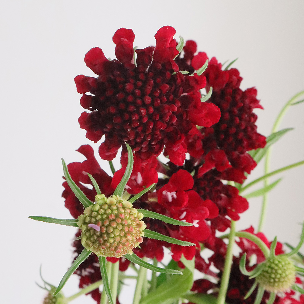 生花 Nodaフラワーのスカビオサ スカーレット 赤 早締切17 40cm 通販 はなどんやアソシエ 生花 Nodaフラワーのスカビオサ スカーレット 赤 早締切17 40cm 通販 はなどんやアソシエ