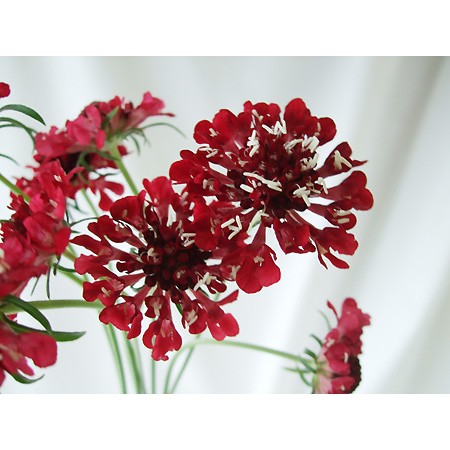 生花 Nodaフラワーのスカビオサ スカーレット 赤 早締切40cm 通販 はなどんやアソシエ 生花 Nodaフラワーのスカビオサ スカーレット 赤 早締切40cm 通販 はなどんやアソシエ