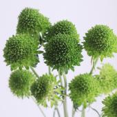 生花】スカビオサ ピューレグリーン(20cm程度)早締切-74 - 花材通販は