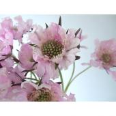 生花】JA月形町のスカビオサ アルバ(サマーピンク・染め) - 花材通販は
