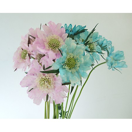 生花】JA月形町のスカビオサ アルバ(サマーピンク・染め) - 花材通販は