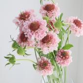 生花】NODAフラワーのスカビオサ:ミルキークォーツ 淡ピンク【早