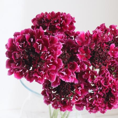 【直前】スカビオサ　パープル系おまかせ30cm〜