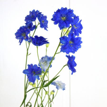 直前!!】デルフィ ラピスラズリ(青スプレー) - 花材通販はなどんやアソシエ