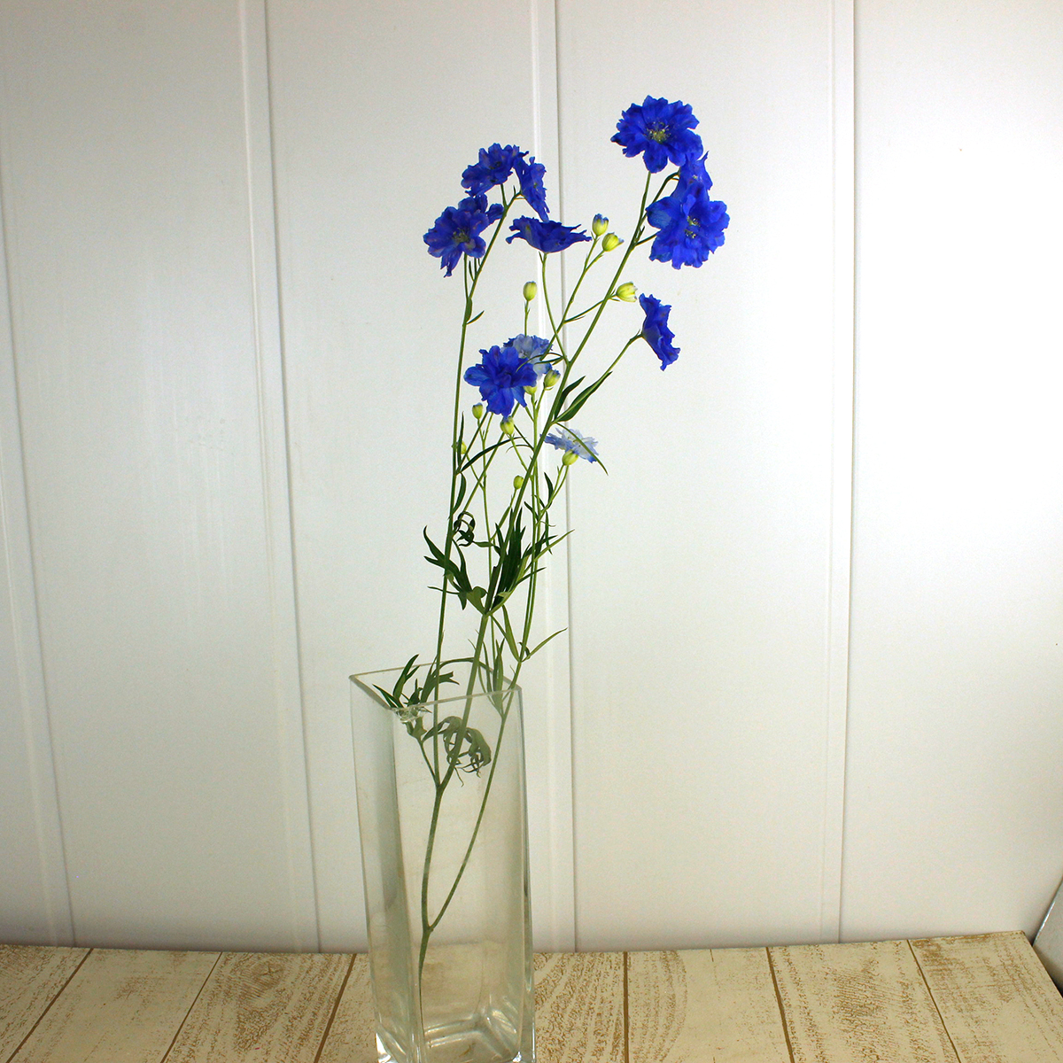 直前!!】デルフィ ラピスラズリ(青スプレー) - 花材通販はなどんやアソシエ