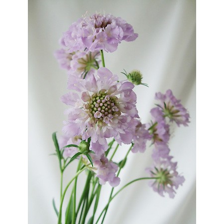 生花 スカビオサ うす紫系おまかせ Nodaフラワーなど Or 86 通販 はなどんやアソシエ
