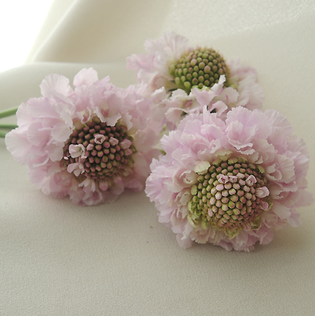 生花 スカビオサ ピンク系おまかせ Nodaフラワーなど Or 86 通販 はなどんやアソシエ 生花 スカビオサ ピンク系おまかせ Nodaフラワーなど Or 86 通販 はなどんやアソシエ