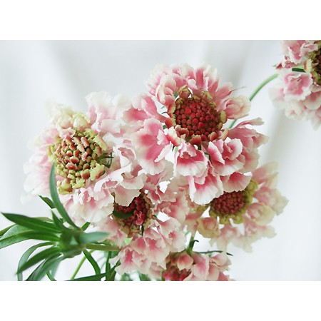 生花】スカビオサ(ピンク系おまかせ)NODAフラワーなど【OR-86