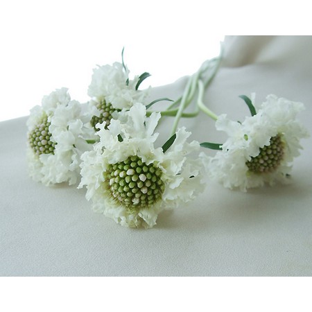 生花 スカビオサ 白おまかせ Nodaフラワーなど Or 86 通販 はなどんやアソシエ 生花 スカビオサ 白おまかせ Nodaフラワーなど Or 86 通販 はなどんやアソシエ