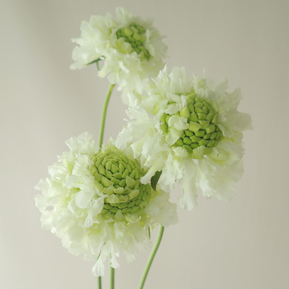 生花 スカビオサ 白おまかせ Nodaフラワーなど Or 86 通販 はなどんやアソシエ 生花 スカビオサ 白おまかせ Nodaフラワーなど Or 86 通販 はなどんやアソシエ