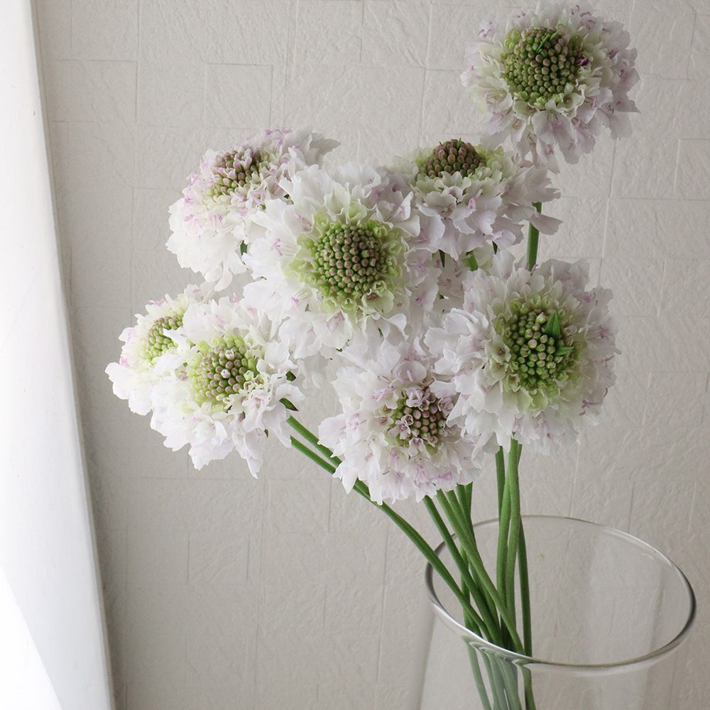 生花 寺尾さんのスカビオサ フリフリサラ 40cm程度 早締切 71 通販 はなどんやアソシエ 生花 寺尾さんのスカビオサ フリフリサラ 40cm程度 早締切 71 通販 はなどんやアソシエ