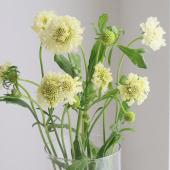 【生花】NODAフラワーのスカビオサ：レモン（40cm～）【早締切-17】