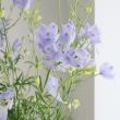 【08直前!】デルフィニューム　SPパステルラベンダー(八重紫)50cm程度【生花】