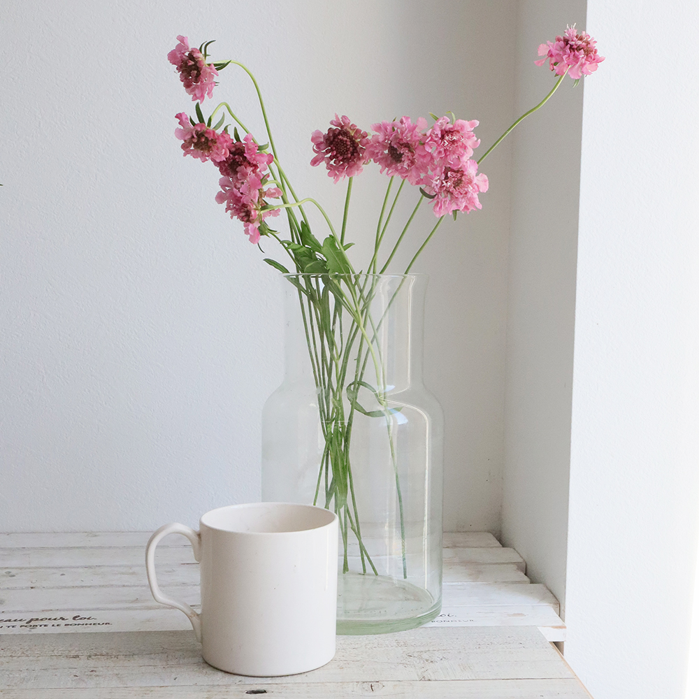 生花】NODAフラワーのスカビオサ:ローズピンク 40cm程度【早締切-17